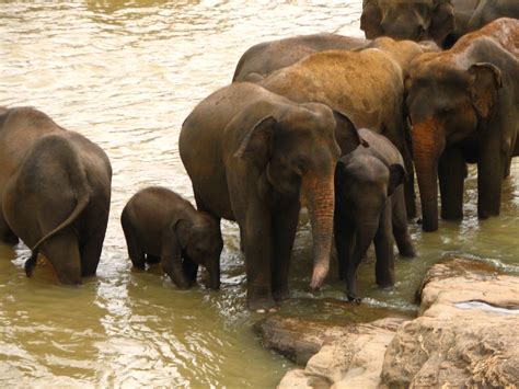 fileelephant orphanage  kandy sri lankajpg wikimedia commons