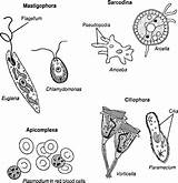 Protozoa Classification Protista Microbiology Species Survival They sketch template
