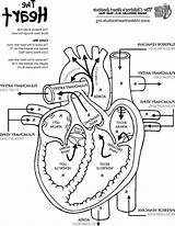 Anatomy Circulatory Diagram Getcolorings Worksheet sketch template