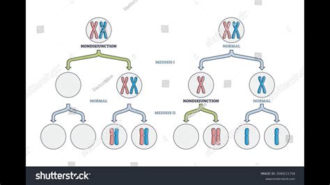 Non Disjunction Of Sex Chromosome Xii Biology Sindh Board Youtube
