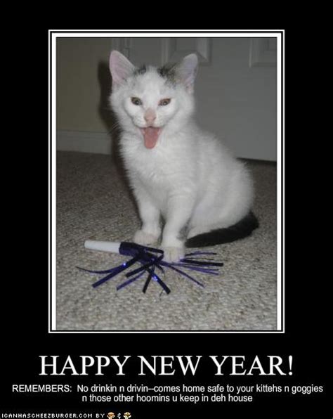 happy new year catster
