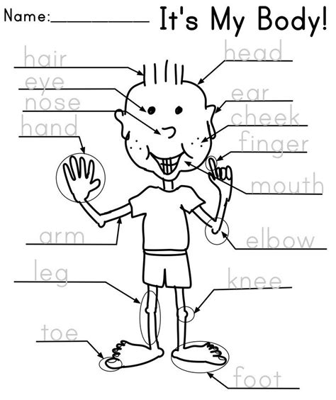 parts   body kindergarten english preschool worksheets