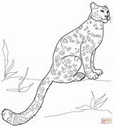 Leopard Snow Coloring Pages Sitting Drawing sketch template