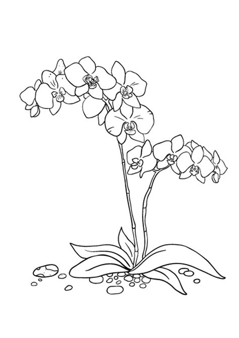 coloring pages orchid flower coloring pages  kids