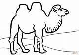 Camel Coloring Pages Bactrian Camels Colouring Printable Clipart Print Drawing Caravan Kids Book Pic Color Animals Getdrawings Clipartmag Popular sketch template