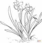 Daffodil Coloring Outline Flower Drawing Printable Narcissus Pages Adorable Botanical Getdrawings Pseudonarcissus Wild 72kb 176px sketch template