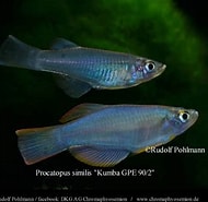Afbeeldingsresultaten voor "pseudocuma Similis". Grootte: 190 x 185. Bron: my-fish.org