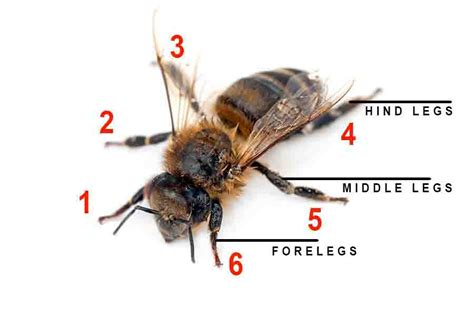 legs  bees