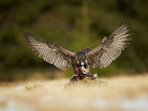 peregrine falcons eat full diet guide birdfact