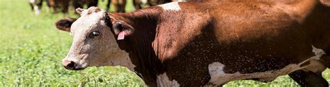 fly control in cattle important during summer months uf ifas