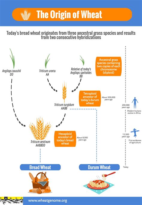 origin  wheat