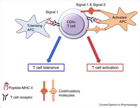 T Cell Activation Requires Two Signals Cd4 T Cells Are Tolerised If