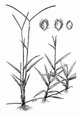 Carabao Grass Laua Drawing Philippine Paspalum Herbal Getdrawings Philippines Stuartxchange Grasses Found sketch template