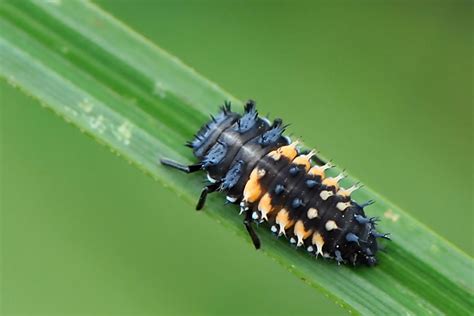 marienkaefer larve foto bild tiere wildlife insekten bilder auf