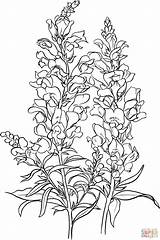 Snapdragon Coloring Antirrhinum Common Majus Drawing Flower Pages Flowers Printable Supercoloring Drawings Sketch Delphinium Snap Dragon Illustration Botanical Dragons Snapdragons sketch template