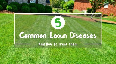 5 Common Lawn Diseases And How To Treat Them My Greenery