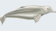 Image result for "platanista Minor". Size: 181 x 100. Source: animaldiversity.org