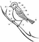 Bird Diagram Parts Worksheet Preschool Worksheeto Body Via sketch template