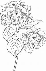 Coloring Pages Hydrangea Baked Goods Getdrawings sketch template