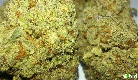 sour kush marijuana strain information reviews allbud