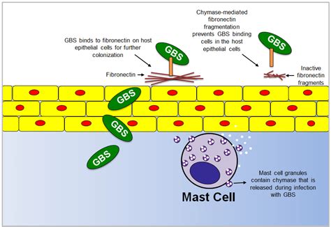 Mast Cells May Hold Key To Preventing Group B Strep