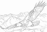 Soaring Bald Adler Aquile Skizze Aquila Malvorlagen Ausmalbilder Stampare Ausdrucken Vogel Nest Flying Malen Calva Malvorlage Volo Kleurplaten Scaricare Atuttodonna sketch template