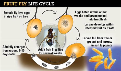 Need For Double Bagging Fruit Fly Host Produce Lifted By Dpipwe Good