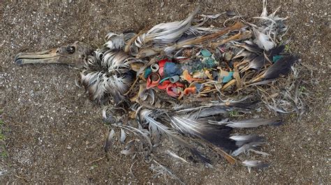 So Landet Dein Plastikmüll In Den Bäuchen Junger Vögel Vice