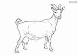 Goat Coloring Farm Animals Pages sketch template