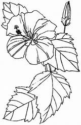 Coloring Hibiscus Flowers Bestcoloringpagesforkids Artigo sketch template