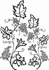 Coloring Grape Ivy Leaf Wecoloringpage Flower sketch template