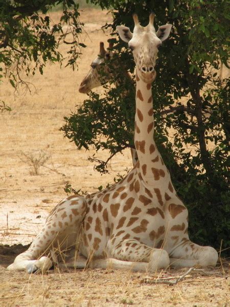 niger les dernieres girafes dafrique de louest burkina faso
