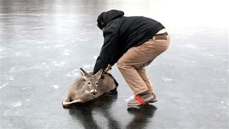 man pushes stranded deer like a sled across frozen