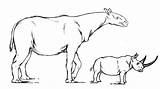 Indricotherium Rhino Comparison Size Indrik Beast Modern Rhinos sketch template