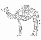Camel Coloring Pages Adult Mandalas Zentangle Book Mandala Coloringbay Tattoo Drawing Choose Board sketch template