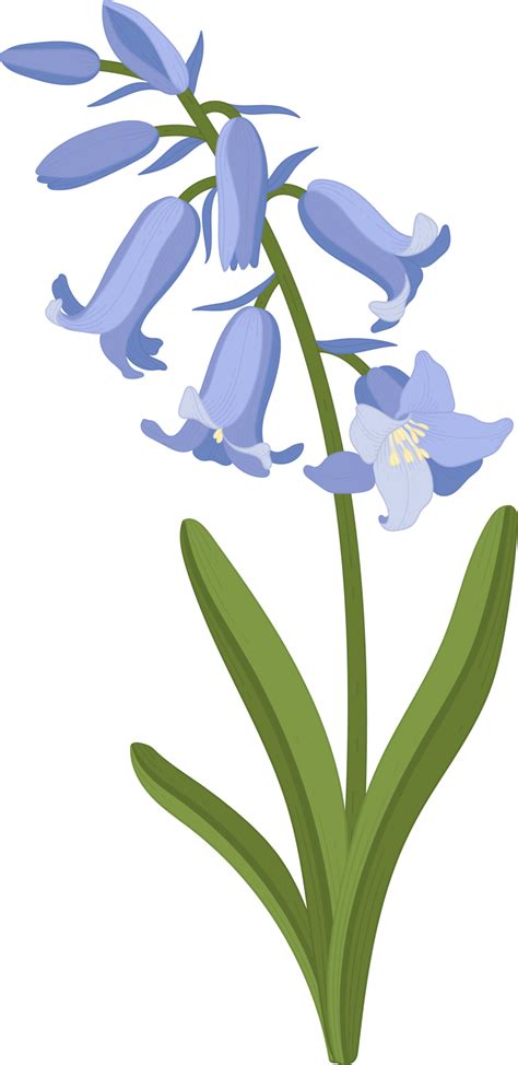 bluebell flower hand drawn illustration  png