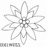 Edelweiss Flower Drawing Paintingvalley sketch template
