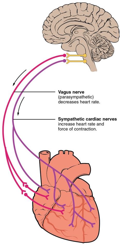 Control Of Heart Rate Autonomic Nervous System