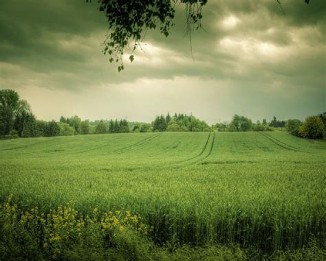images  green fields zoom wallpapers