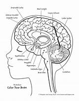 Brain Printables Cerebro Labeling Partes Gehirn Sistema Physiology Amygdala Nervioso Preschool Tumeur Cerebrale Emociones Margaret Jessop Psyd Anatomia Limbic Abrir sketch template