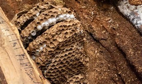 Asian Giant Murder Hornet Nest Found In Washington Contained More