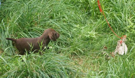 bird dogs  yard work timing   pointing dog