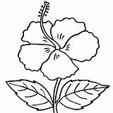 Hibiscus Coloring Pages Printable Kids sketch template