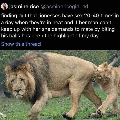 jasmine rice jasminericegirl finding out that lionesses have sex 20