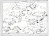 Turtle Coloring Sea Pages Baby Color Mommy Print Kids Template sketch template