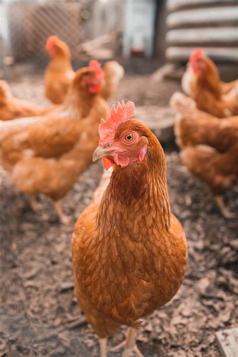 chicken pictures   images stock   unsplash