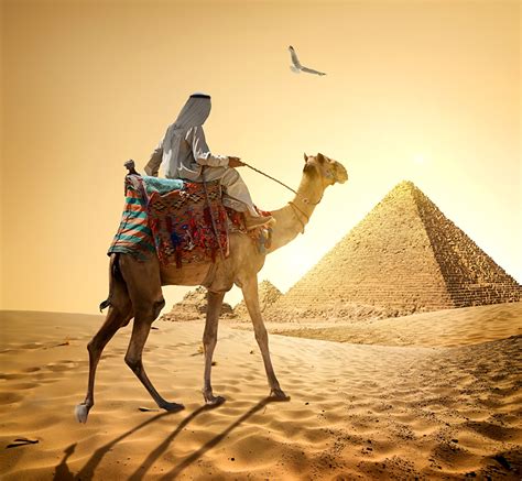 diferencas especies de camelo vpi turismo apresenta viaje