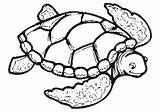 Turtle Tortue Eared Clipartmag Bestcoloringpagesforkids sketch template