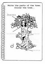 Tree Parts Worksheet Kindergarten Worksheets Part Printable Label Worksheeto Via sketch template