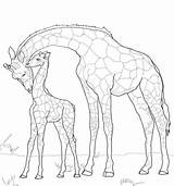 Baby Jirafa Giraffes Girafe Supercoloring Dibujos Sketsa Ausmalbild Mewarnai Ausmalen Malvorlagen Anak Scribblefun Savannah Gambar Jirafas sketch template